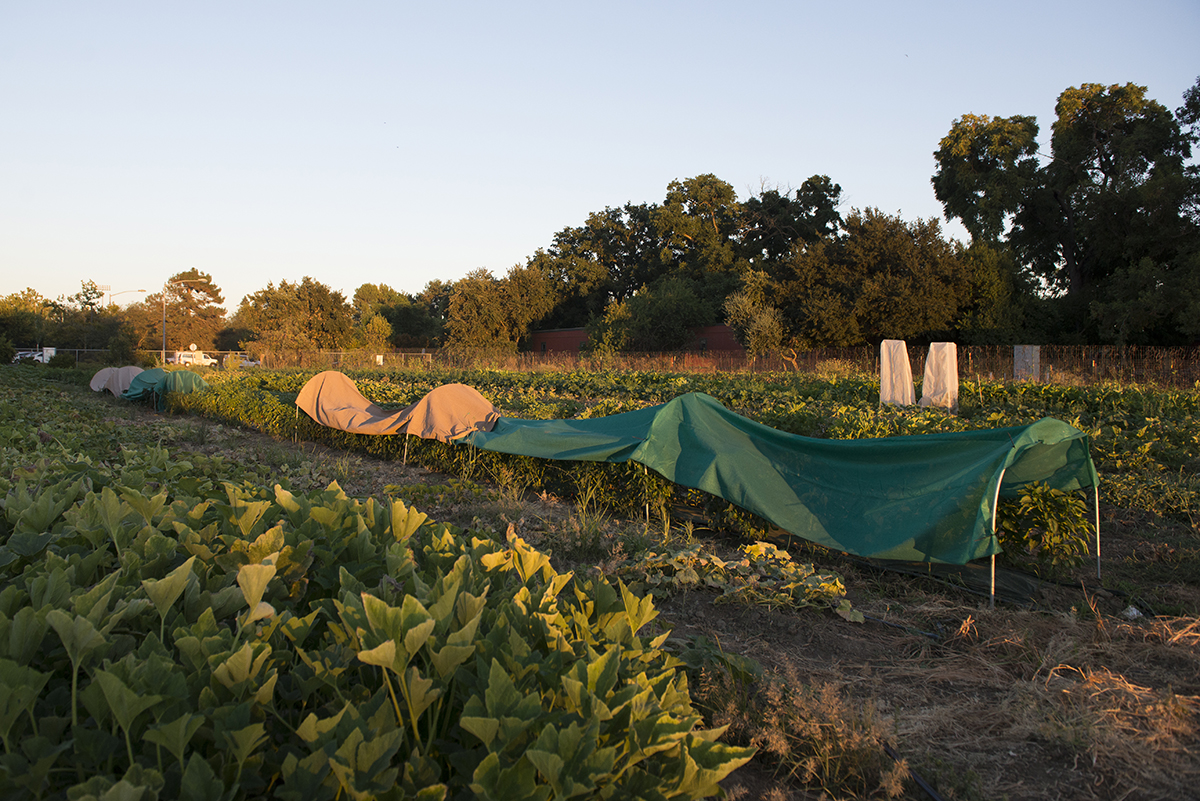 Small farms have developed a niche market with people who distrust larger scale agriculture and people who want to have a closer relationship with their food. Many small farms sell produce locally through famers markets and community supported agriculture programs.